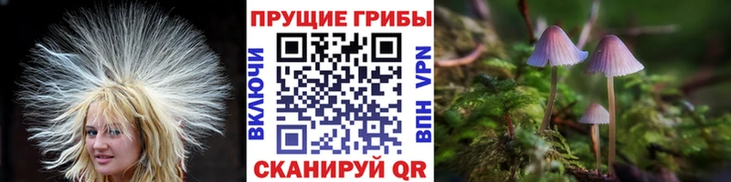 где продают   Грязовец  Псилоцибиновые грибы Psilocybine cubensis 